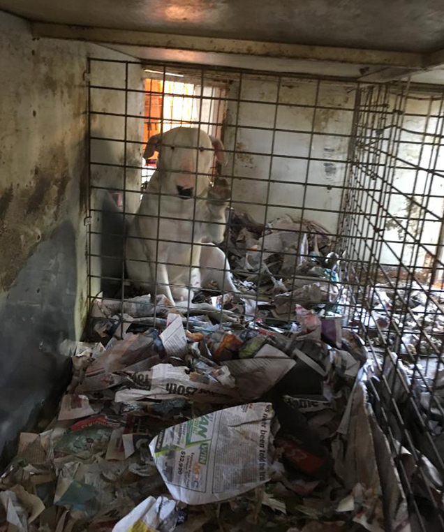 bull terriers living in crates rspca inspectors